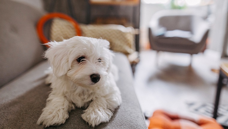 Cute Maltese dog lying on sofa in modern apartment and waiting for owner