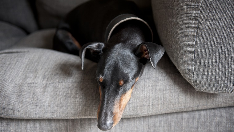 Manchester Terrier fast asleep on a grey sofa.