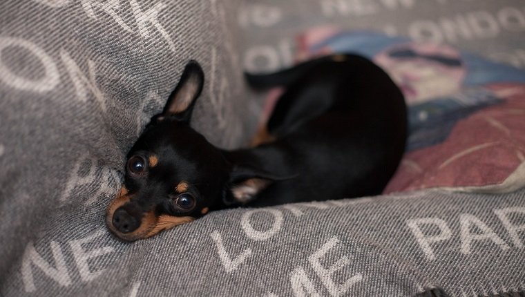 Miniature pinscher dog relaxing on a sofa