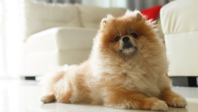 fluffy brown pomeranian cute dog small pet friendly