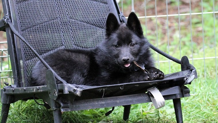 Little Schipperke puppy sits on a chair chewing her stick
