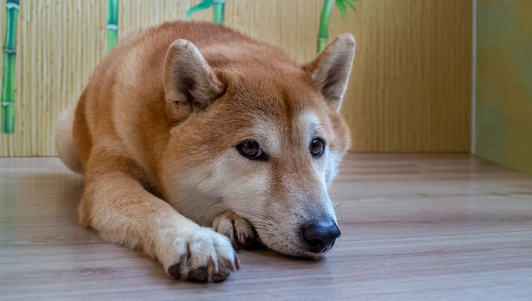 A beautiful ginger, purebred Shiba Inu dog lies on a wooden floor. View from above