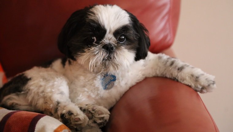 Portrait Of Shih Tzu On Couch At Home