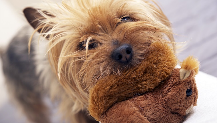 Small Dog Play with Plushy Toy. Four Years Old Australian Silky Terrier. Pets Photo Collection