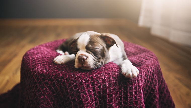 Boston Terrier puppy lying on purple blanket, eyes closed, sleeping