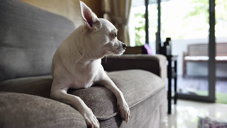White chihuahua on a sofa
