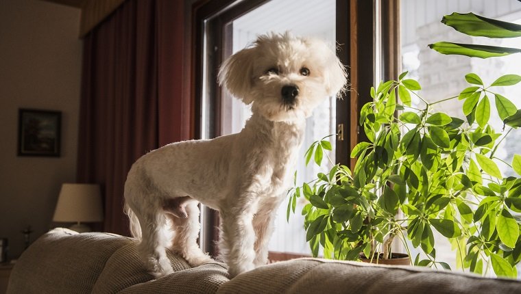 Coton de tulear dog standing on back of sofa
