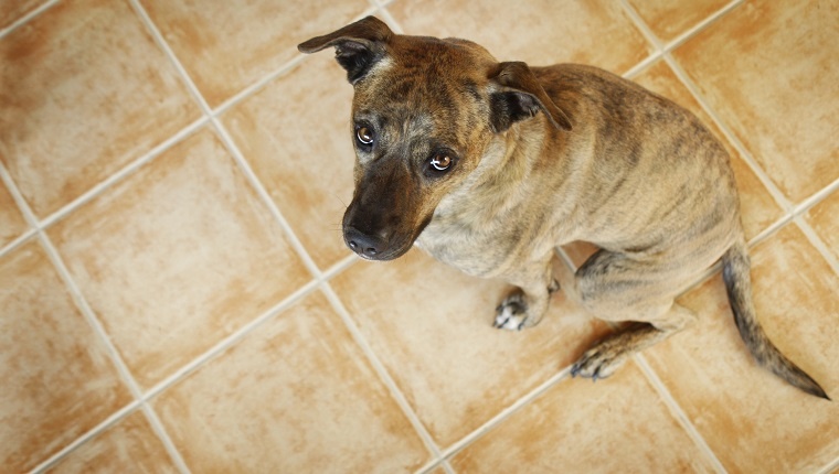 An american staffordshire terrier mix looking like "guilty" of something. Canon Eos 1D MarkIII.