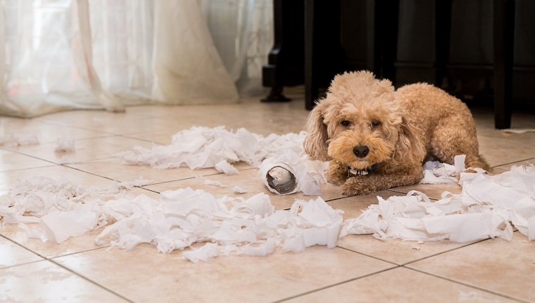 Remorseful naughty and bored dog destroyed tissue roll into pieces when home alone
