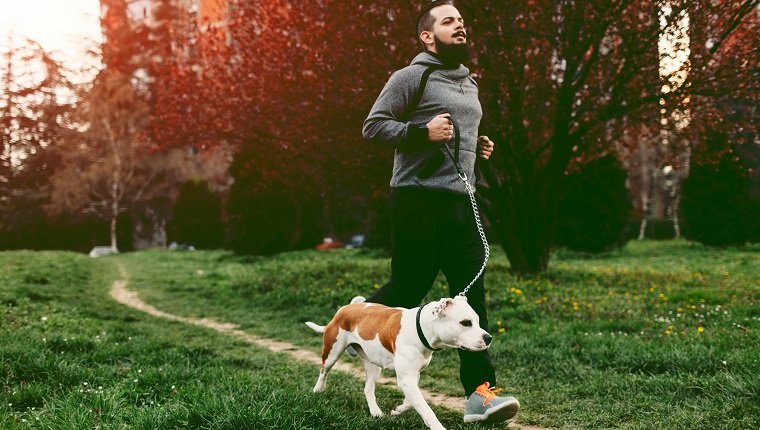 Man jogging with his pet, staffordshire bull terrier. He is jogging in his neighborhood.