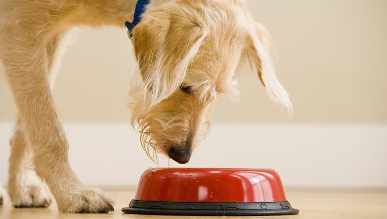 Dog Inspecting a Food Bowl
