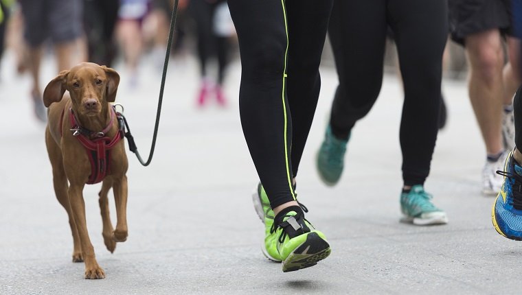 Woman running with her dog in a race