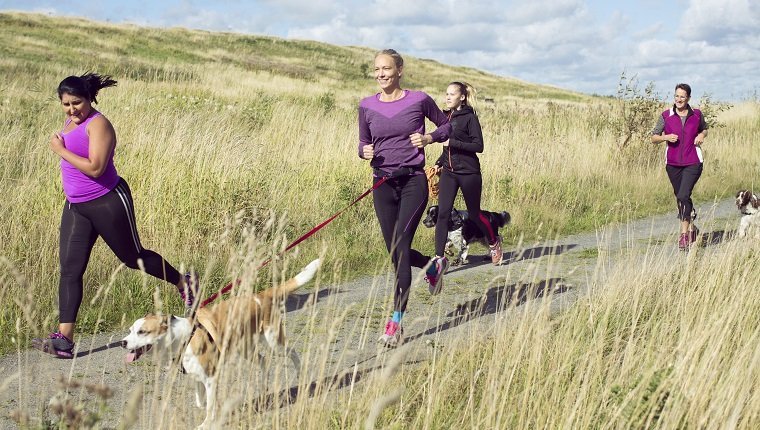 Group of female joggers running with dogs