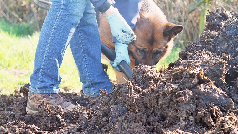 surface view of woman digging organic compost heap, her german shepherd dog is trying to help