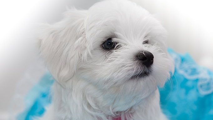 cute maltese puppy