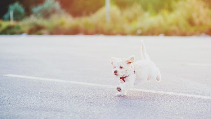 maltese puppy running and jumping on street