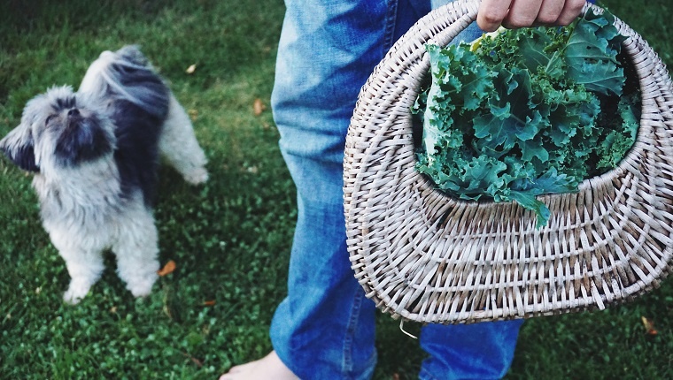 dog with basket of vegetables