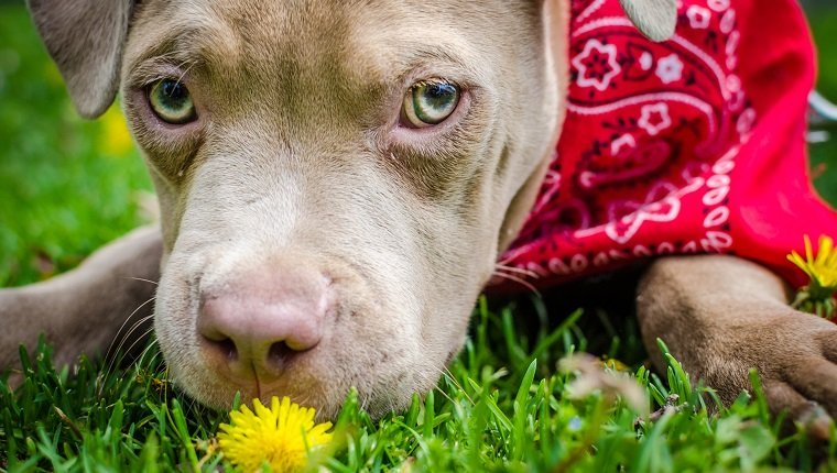 Pit bull puppy eating a flower on grass