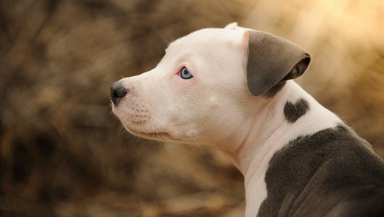 American Pit Bull Terrier dog, Pit Bull puppy with heart shape mark on neck