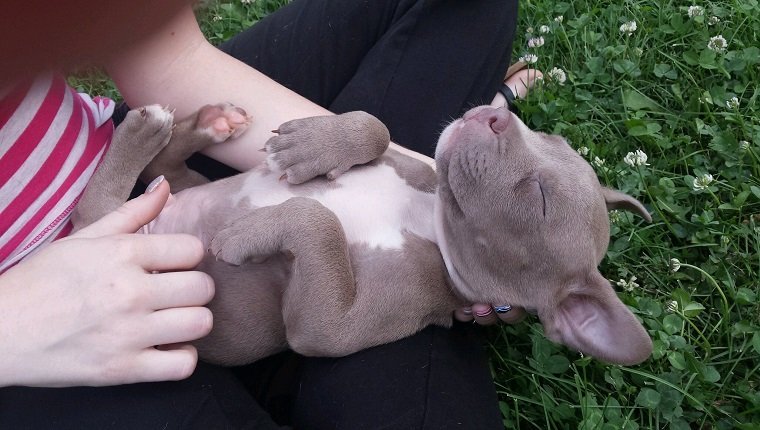 Midsection Of Woman Touching Pit Bull Terrier Puppy