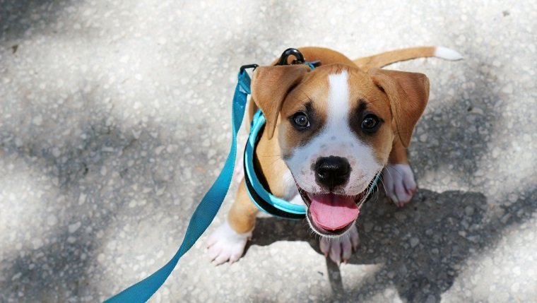 A young smiling pit bull puppy wearing a blue harness and leash sitting in the sunlight