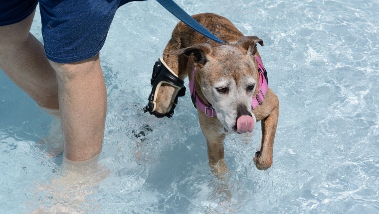 Older mixed breed boxer with white face wearing orthotic brace swimming in swimming pool and licking lips with tongue after getting treat
