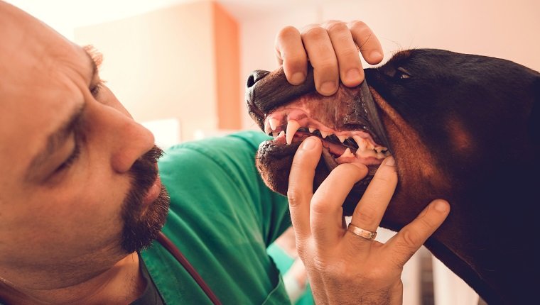Close up of male vet examining dental hygiene of a purebred dog.