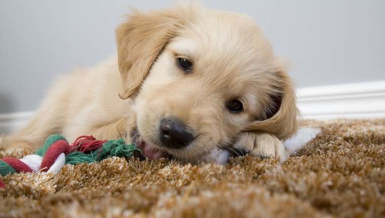 A cute puppy chewing his toy on the rug.