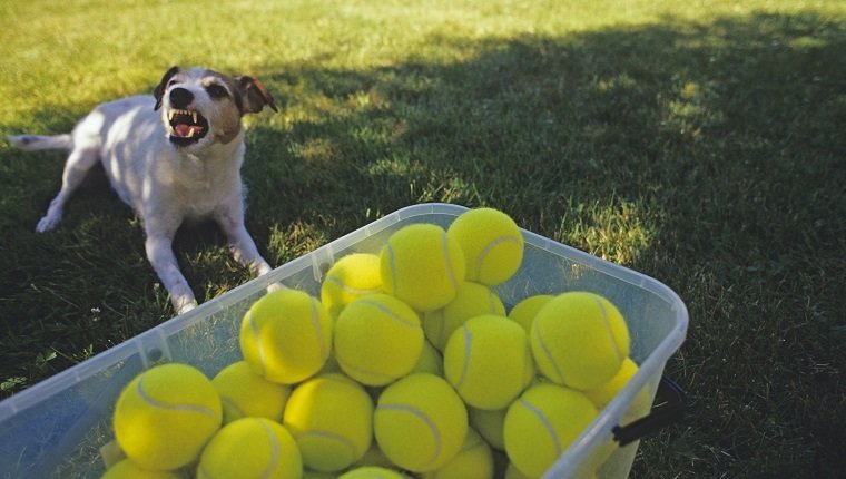Jack Russell Terrier (Parson Jack Russell Terrier) in back yard on a sunny day in the shade growling and protecting a bin of tennis balls.