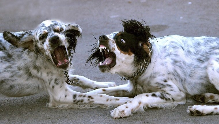 Dogs who pretend to fight.