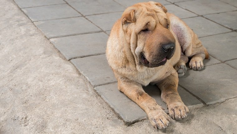 Dirty Shar pei dog with copy space