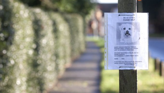 missing dog poster on street pole