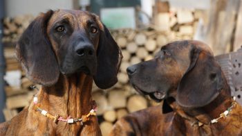 How to Stop a Bloodhound Puppy from Biting: A Comprehensive