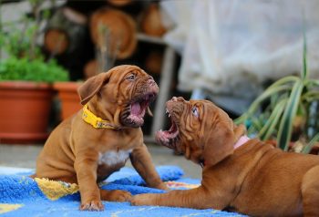 What’s The Bite Force of a Dogue De Bordeaux &