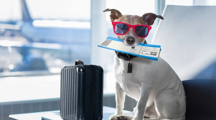 Flying with pets? Everything To Know About Flying With A