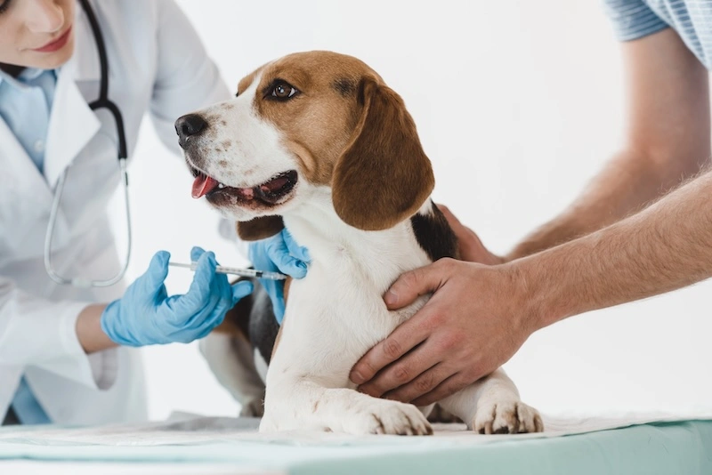 Pet Screening: Everything You Need To Know