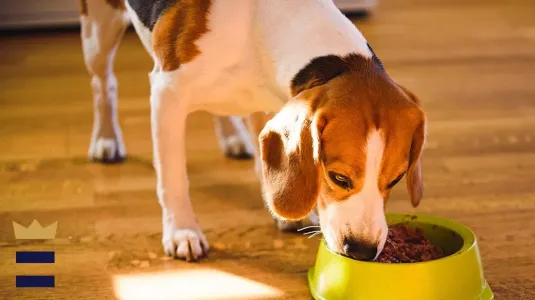 Best Puppy Food Small Breeds