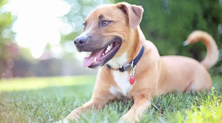 Pit Bull Mix With German Shepherd