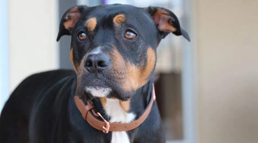 Pit Bull Mixed With Rottweiler