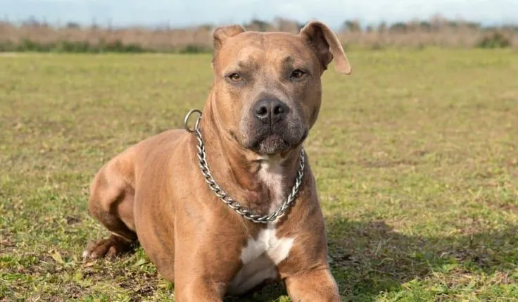 American Staffordshire Terrier Colors Fawn