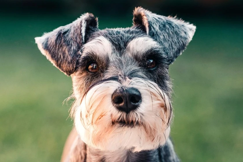 The History and Origin of Miniature Schnauzers