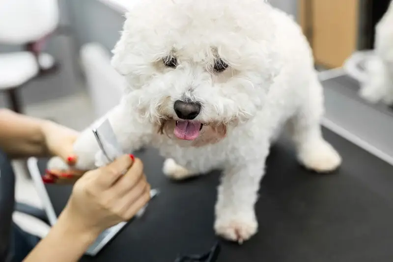 What are the best training methods for Bichon Frise?