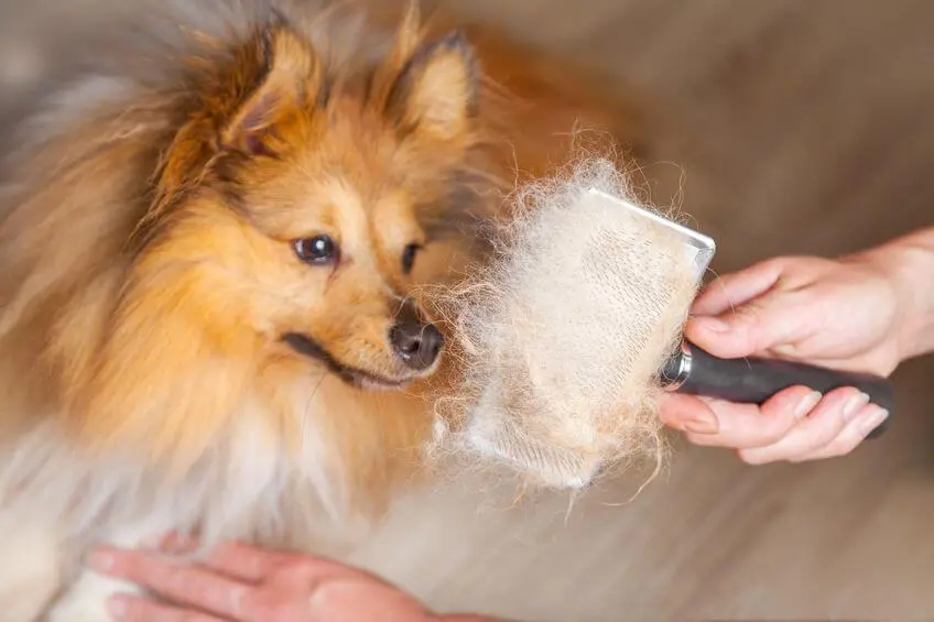 Dog Shedding: How To Stop Dog Shedding Home Remedy