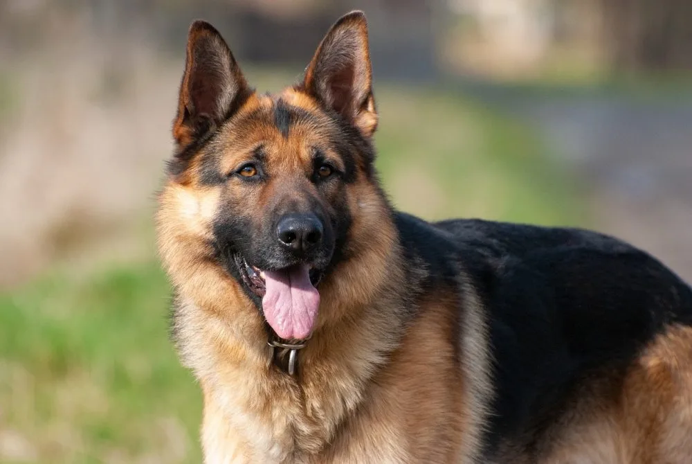 How Long Do German Shepherds Live? Health Issues And Age