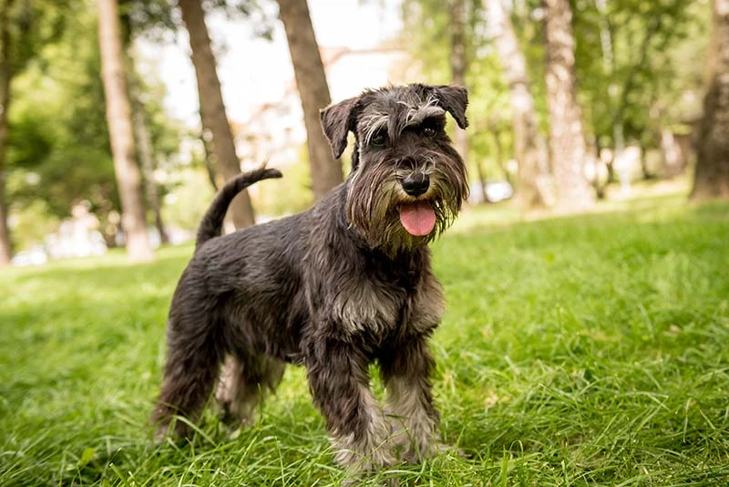 When Does A Mini Schnauzer Stop Growing