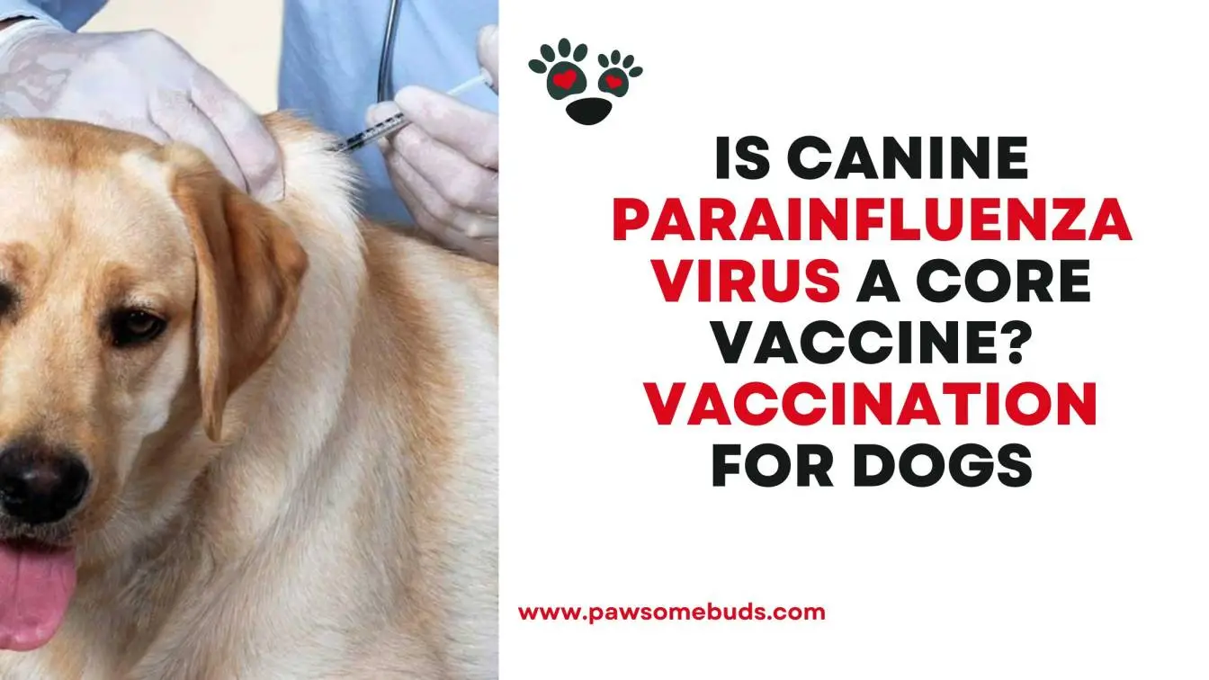 Is Canine Parainfluenza Virus A Core Vaccine​? Vaccination for Dogs