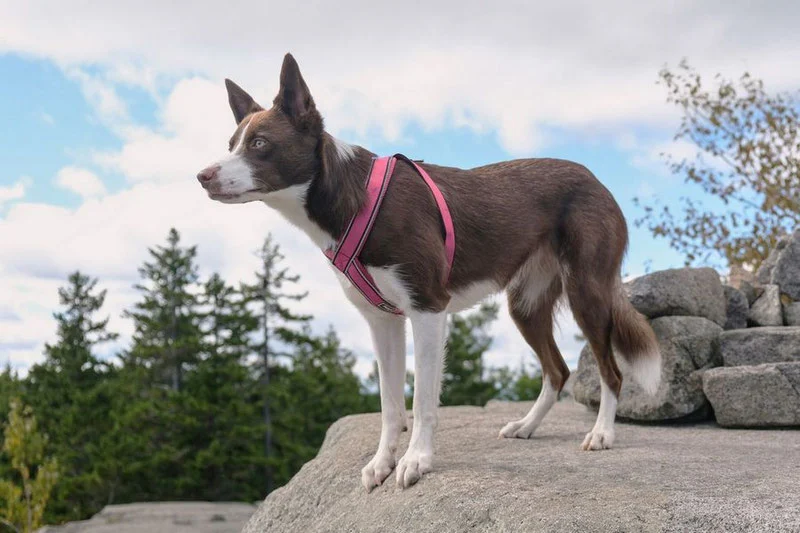 How Should A Dog Harness Fit​?